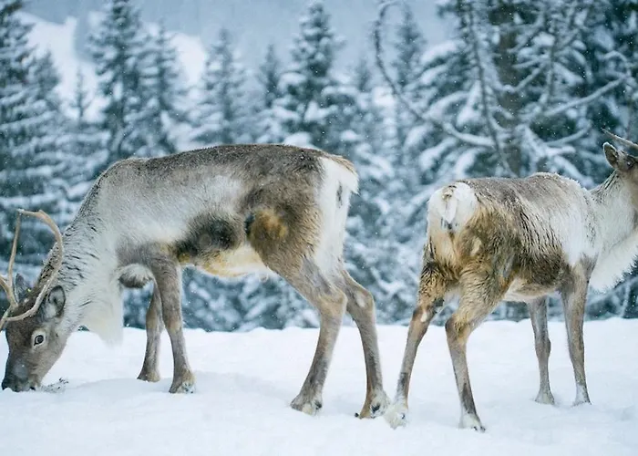 Le Relax - Centre * Megève